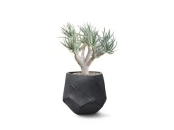 Bhaca Planter – Small