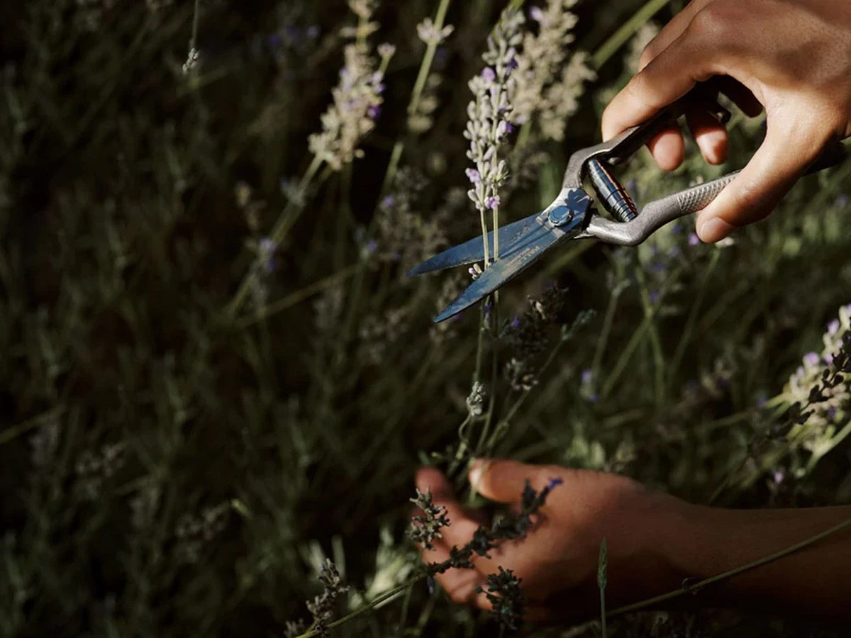 Pallarès Plant Shears 7 Pallarès Plant Shears - Image 5